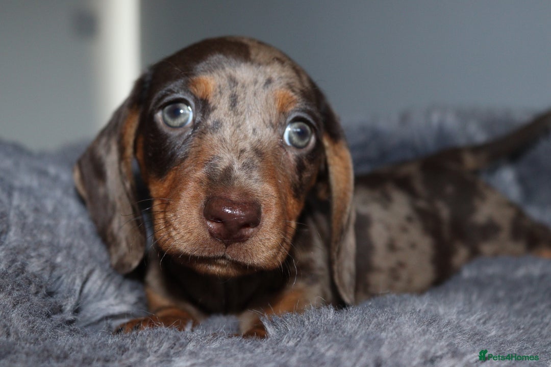 Miniature Dachshund dogs for sale: Stunning Miniature dachshunds  - Image 8