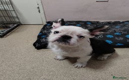 French Bulldog dogs for sale: French bulldog husky with furnishings - Image 2
