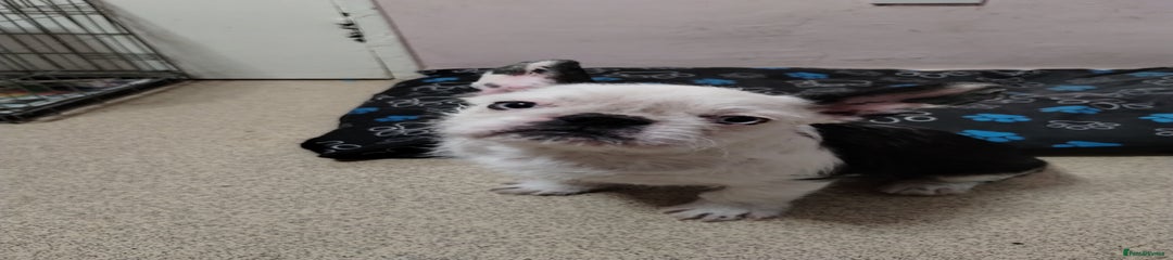 French Bulldog Puppy 1
