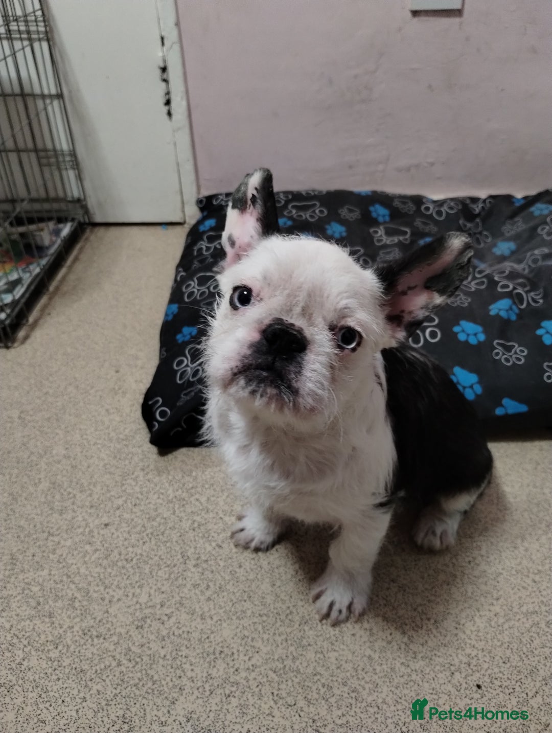 French Bulldog dogs for sale: French bulldog husky with furnishings - Image 2