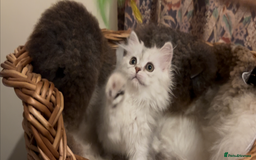 Munchkin cats for sale: Sweet Munchkins 🤗 - Image 11