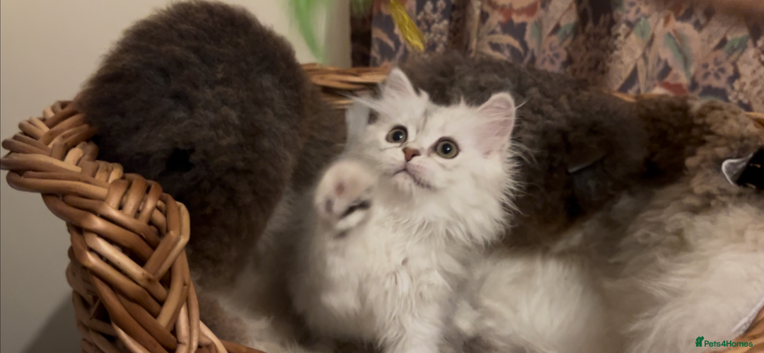 Munchkin cats for sale: Sweet Munchkins 🤗 - Image 11