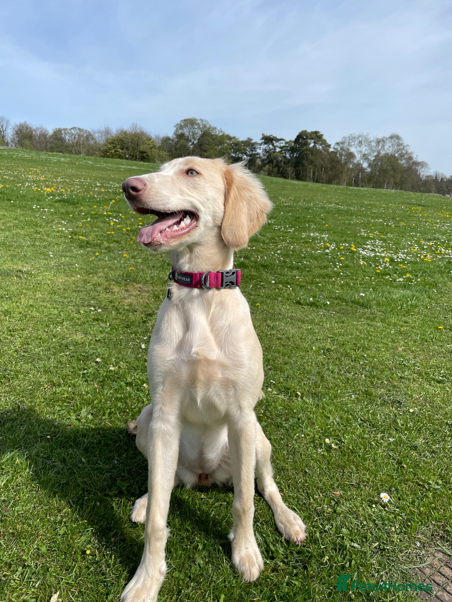 Weimaraner dogs Looking for the perfect home - Advert 1