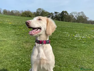 Weimaraner dogs Looking for the perfect home - Advert 1