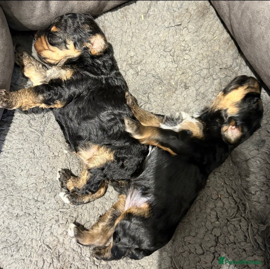 Yorkiepoo dogs for sale: Yorkiepoo F2 Girl Puppies X2 Stunning markings  - Image 1