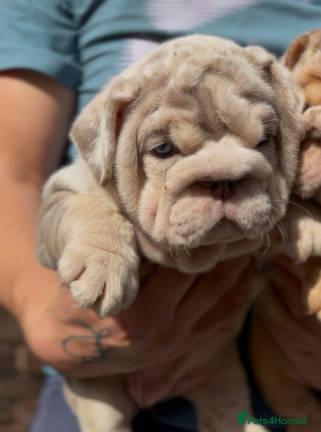 English Bulldog dogs *** TOP QUALITY ENGLISH BULLDOG PUPPIES *** - Advert 2