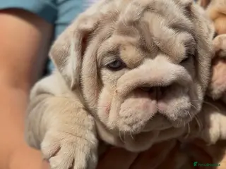 English Bulldog dogs *** TOP QUALITY ENGLISH BULLDOG PUPPIES *** - Advert 2