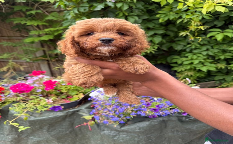 Cavapoo dogs - Advert 2