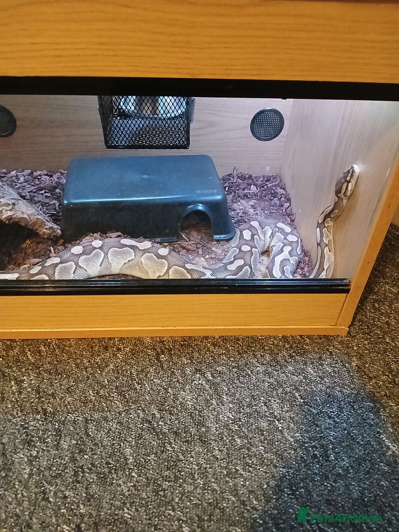Python Snake reptiles Female python  - Advert 2