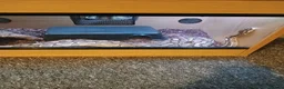 Python Snake reptiles for sale: Female python  in Clitheroe - Advert 1