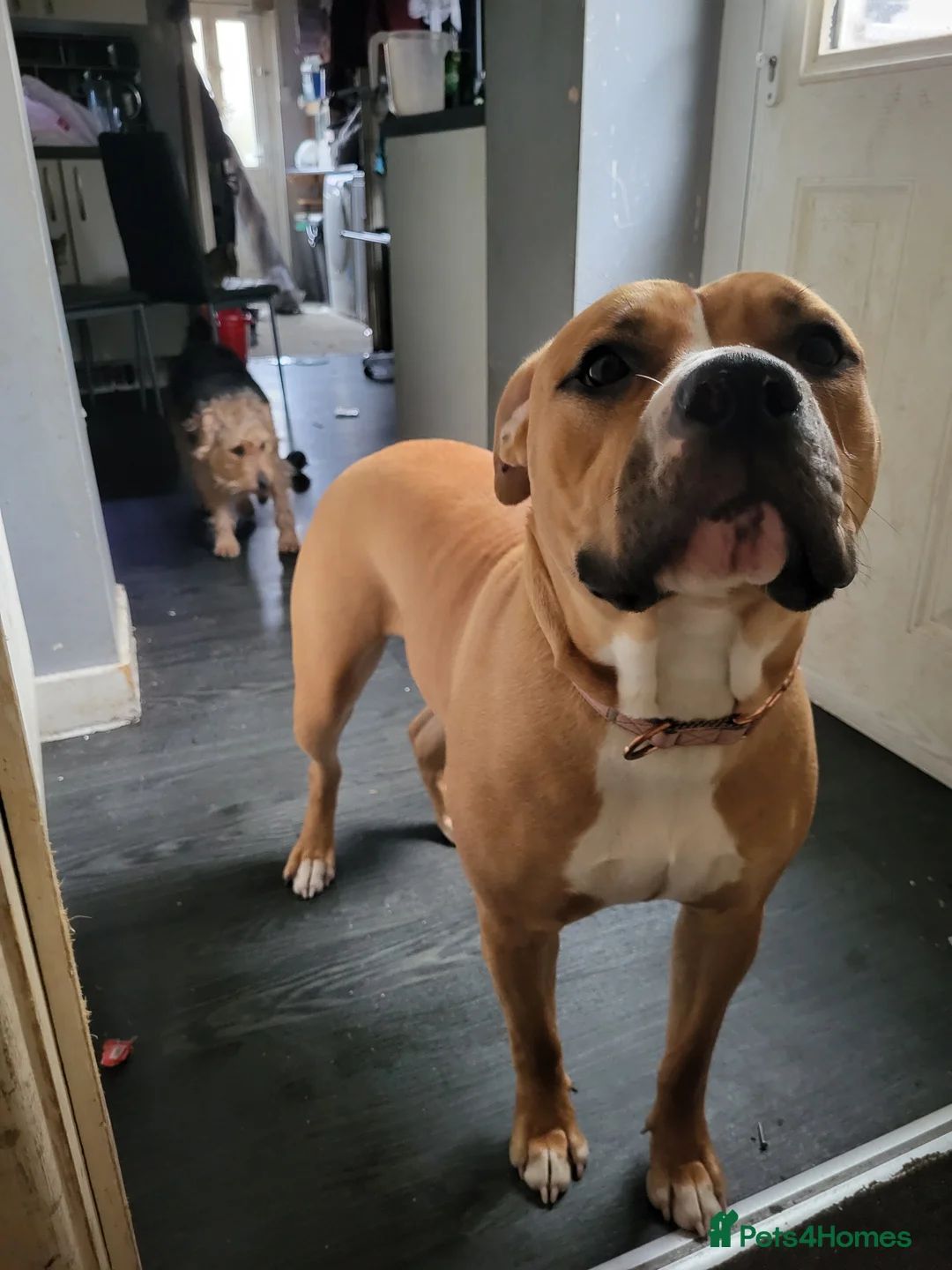 American Bulldog dogs for sale: American Bulldog - Advert 1