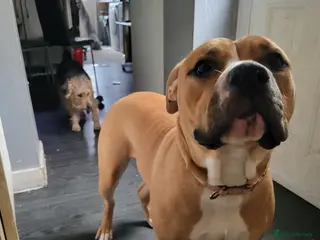 American Bulldog dogs American Bulldog - Advert 1