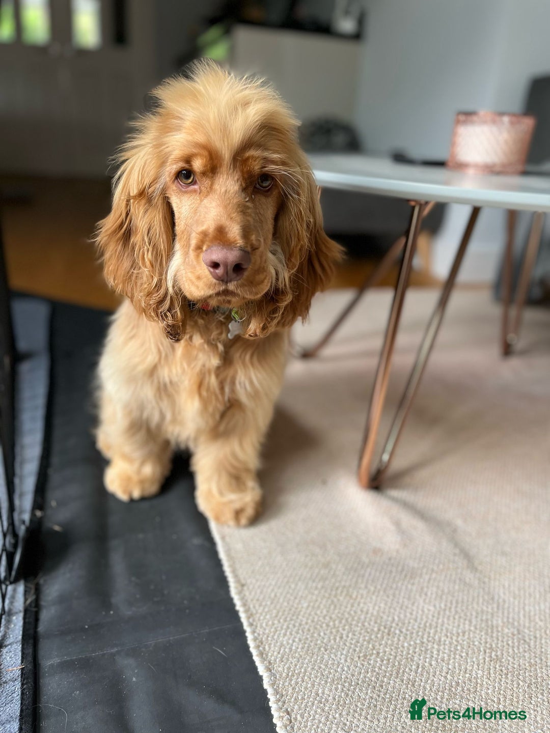 Cocker Spaniel dogs for sale: GOLDEN SHOW COCKER PUPPIES  - Image 17