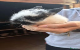 Mini Lion Lop rabbits for sale: Baby lion lops for sale  - Image 13