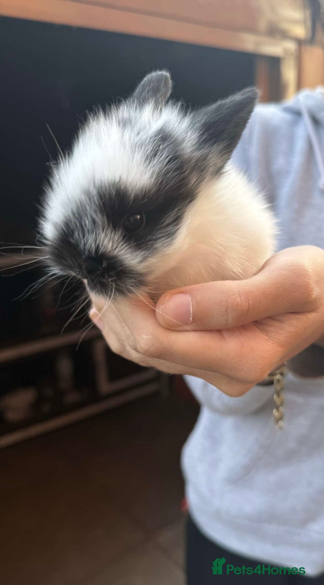 Mini Lion Lop rabbits for sale: Baby lion lops for sale  - Image 13