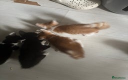 Mixed Breed cats for sale: Only 3 kittens left! - Image 24