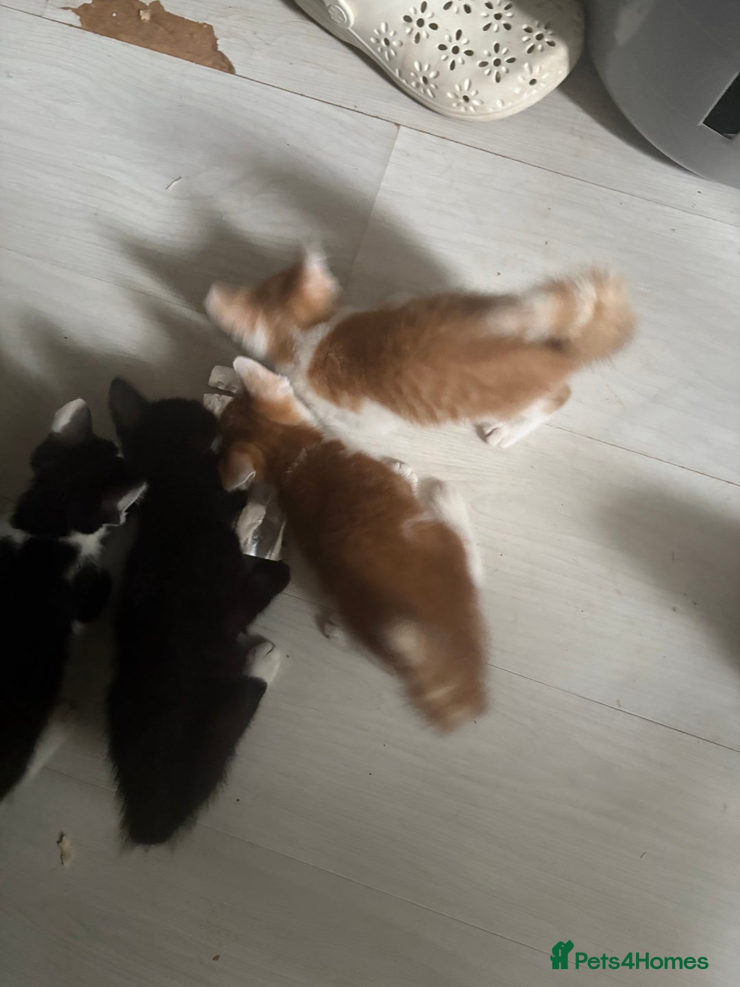 Mixed Breed cats for sale: Only 3 kittens left! - Image 24
