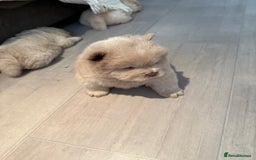Chow Chow dogs for sale: 🔥 UK best Lilac platinum 🧸 chow chows KC  - Image 21