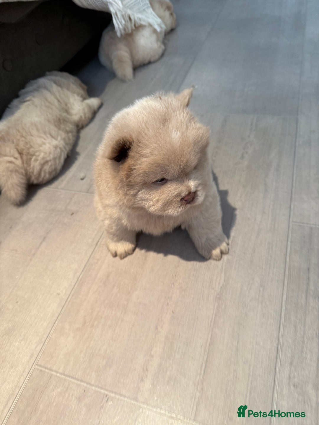Chow Chow dogs for sale: 🔥 UK best Lilac platinum 🧸 chow chows KC  - Image 21
