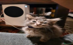 American Shorthair cats for sale: Adorable American shorthair kittens  - Image 2