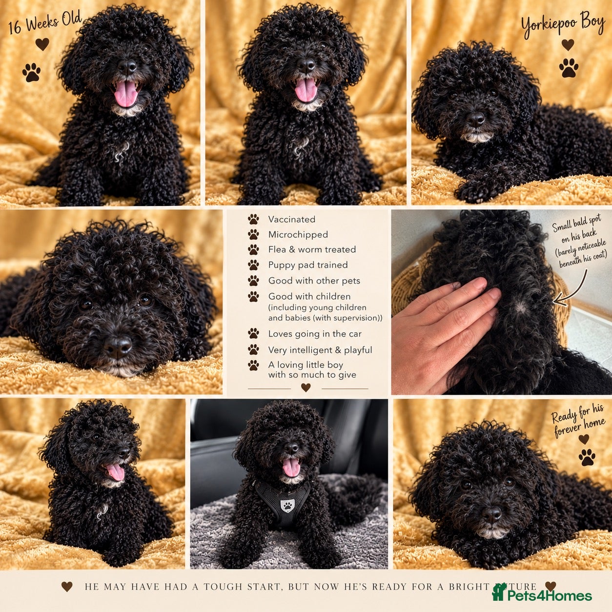 Mixed Breed dogs Yorkie poo Boy for sale  - Advert 1