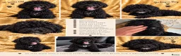Mixed Breed dogs for sale: Yorkie poo Boy for sale  - Advert 1