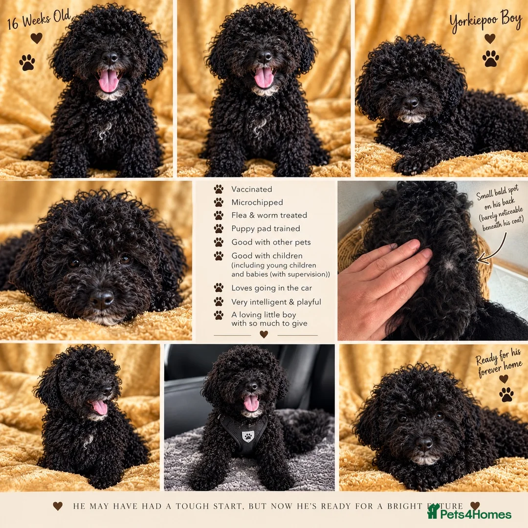 Mixed Breed dogs for sale: Yorkie poo Boy for sale  - Advert 1