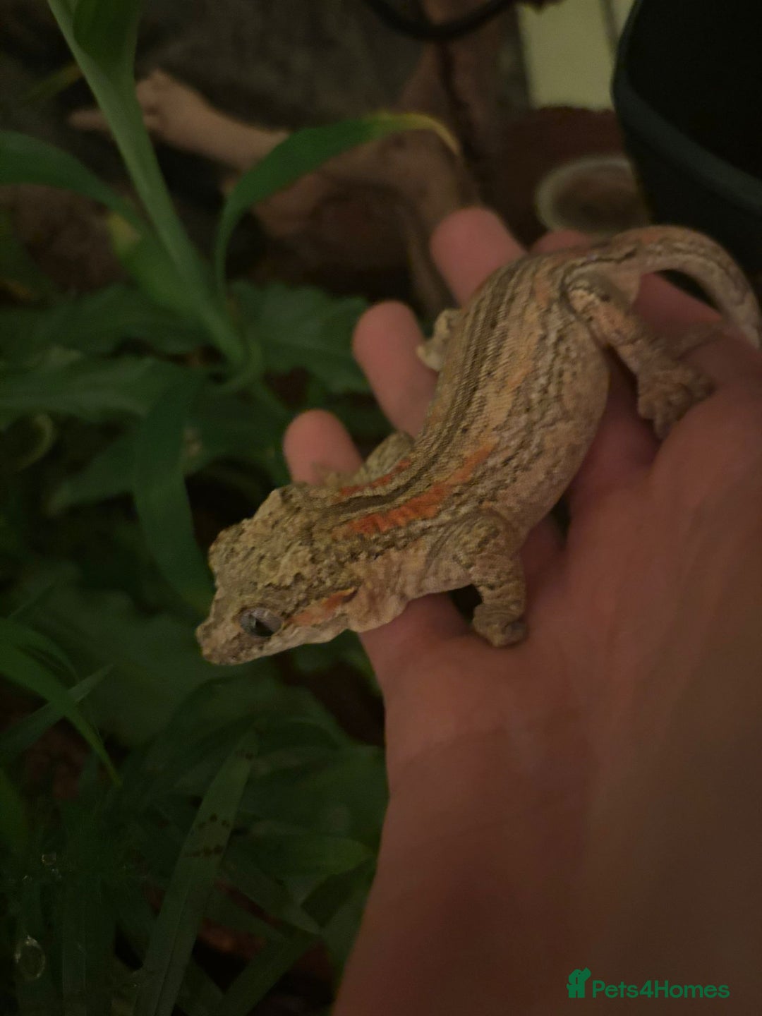 Gecko reptiles for sale: Male stripe gargoyle gecko - Advert 3