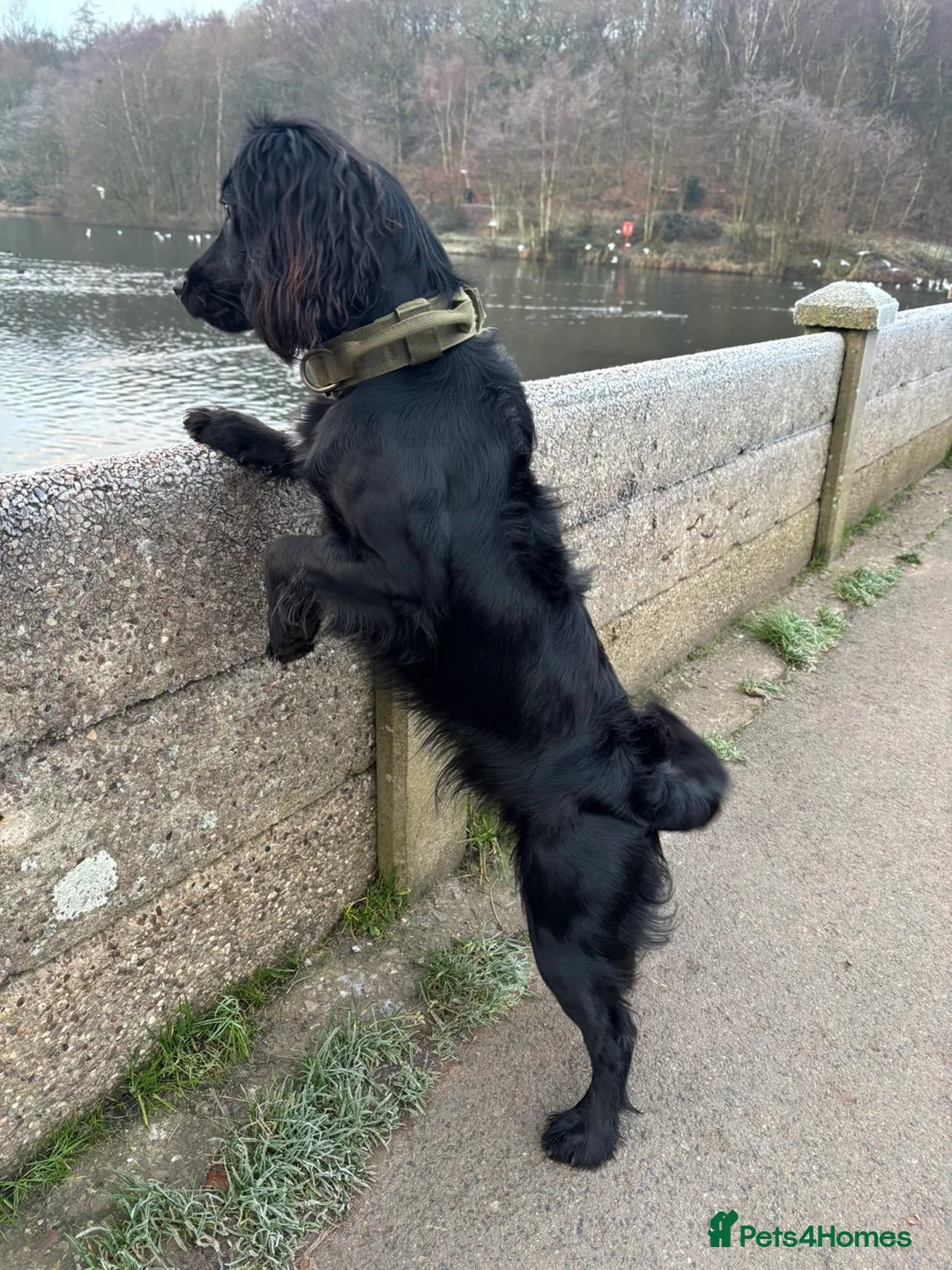 Cocker Spaniel dogs for stud: Working cocker spaniel stud - Advert 2