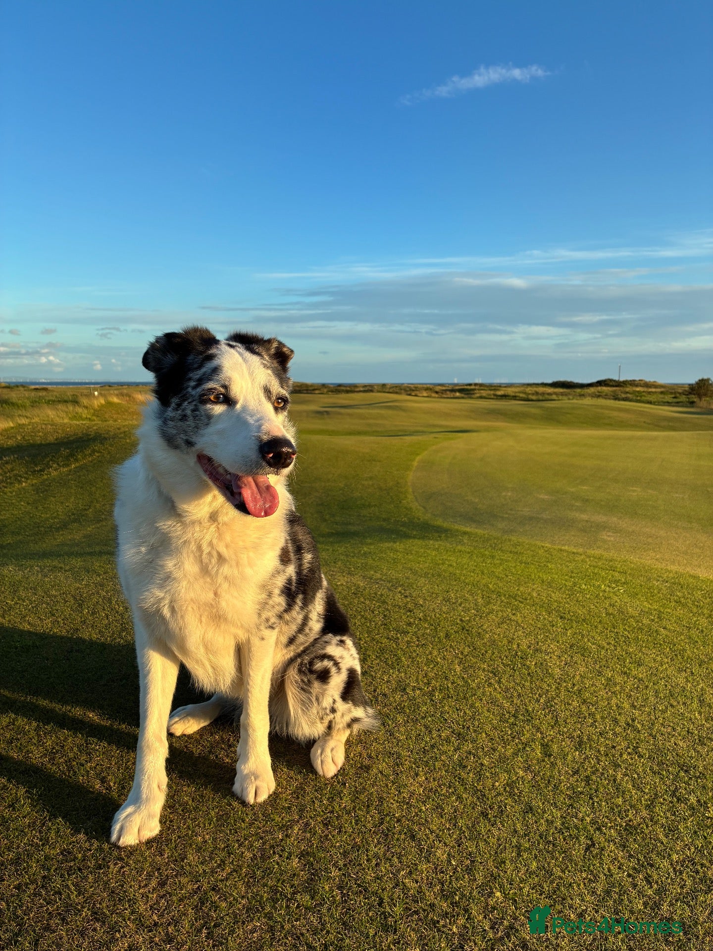 Border Collie dogs Luna – 6-year-old Blue Merle Border collie  - Advert 1