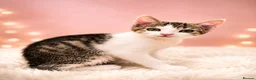 Mixed Breed cats for sale: 2 beautiful, well-socialized kittens  - Advert 6