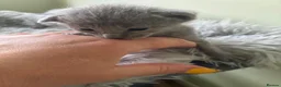 Russian Blue cats for sale: TICA 5* pedigree Russian Blue Kittens - Advert 5