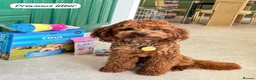 Cavapoo dogs for sale: Beautiful F1b Red Cavapoo Puppies - Advert 15