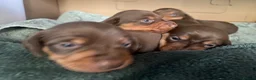Miniature Dachshund dogs for sale: Stunning Chocolate & Tan Miniature Dachshund  - Advert 12