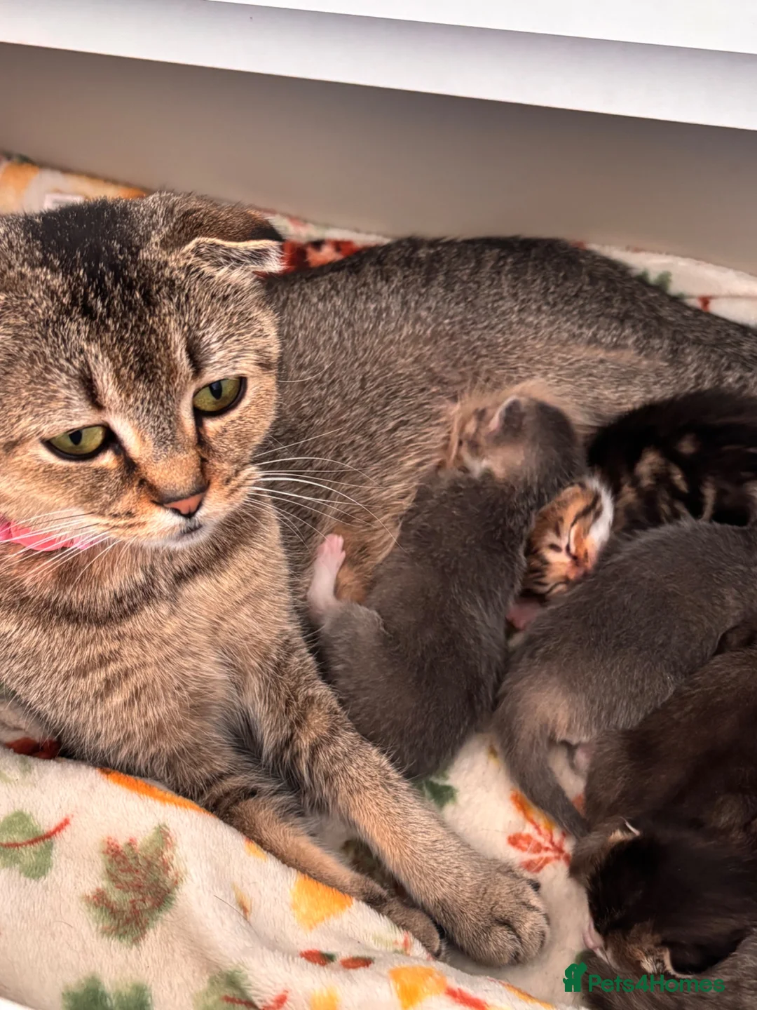 Scottish Fold cats for sale: beautiful scottish fold kittens 💕🧸 - Advert 2