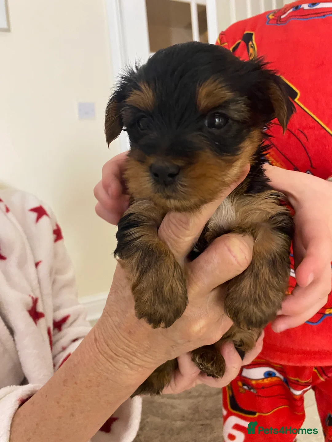 Yorkshire Terrier dogs for sale: Yorkshire terroir puppies  - Advert 9