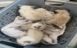 Ragdoll cats for sale: Ragdoll kittens  - Image 5