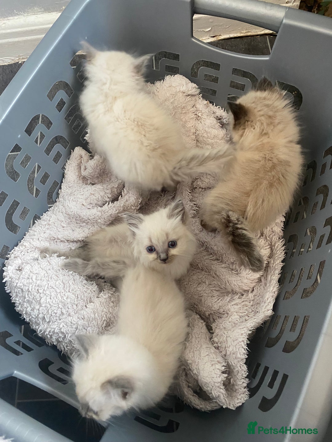 Ragdoll cats for sale: Ragdoll kittens  - Image 5