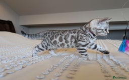 Bengal cats for sale: 🤍🩶🖤 Beautiful Bengal Kittens 🖤🩶🤍 - Image 14