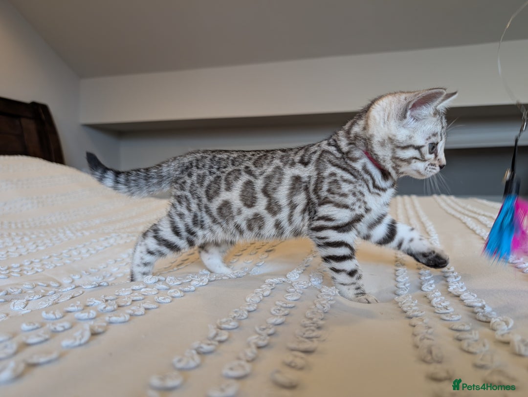 Bengal cats for sale: 🤍🩶🖤 Beautiful Bengal Kittens 🖤🩶🤍 - Image 14