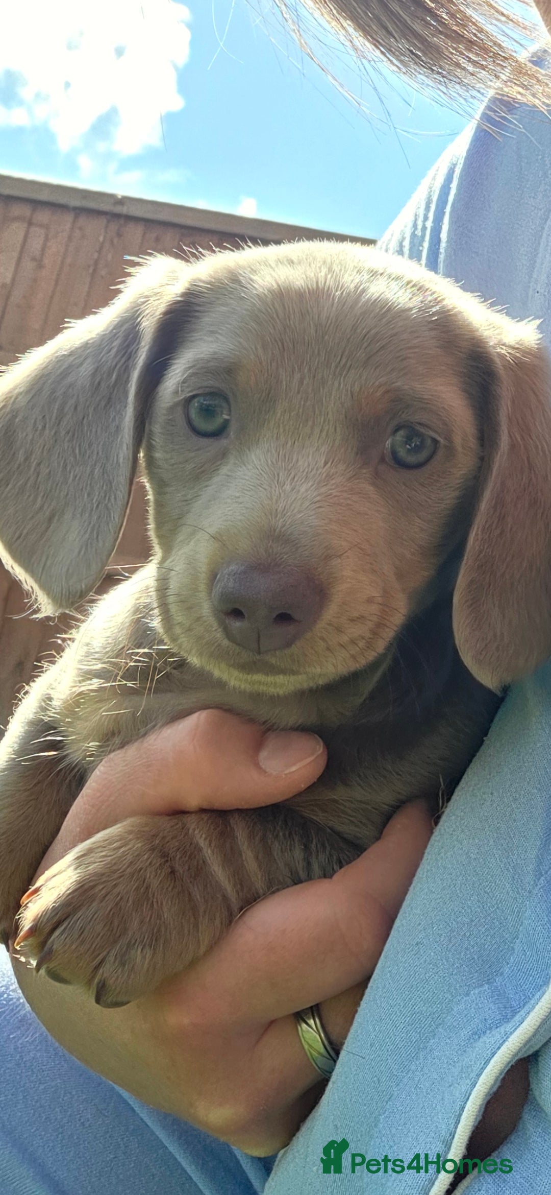 Dachshund dogs for sale: Dachshund puppies  - Image 9