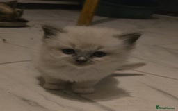 Ragdoll cats for sale: Beautiful ragdoll kittens  - Advert 10