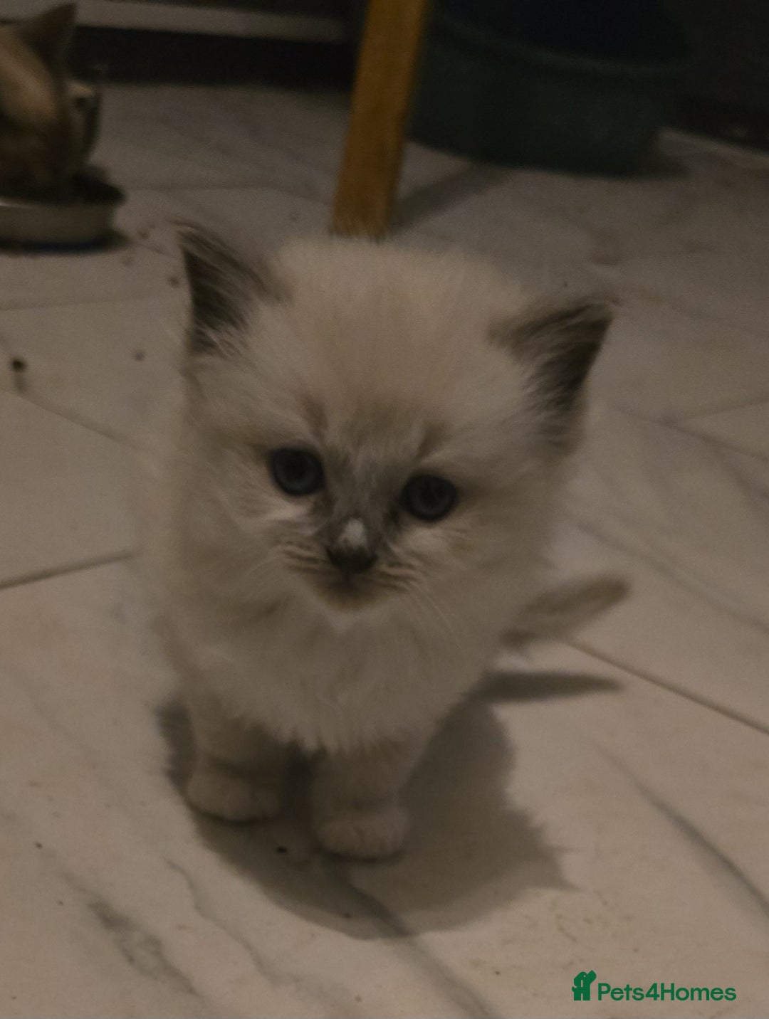Ragdoll cats for sale: Beautiful ragdoll kittens  - Advert 10