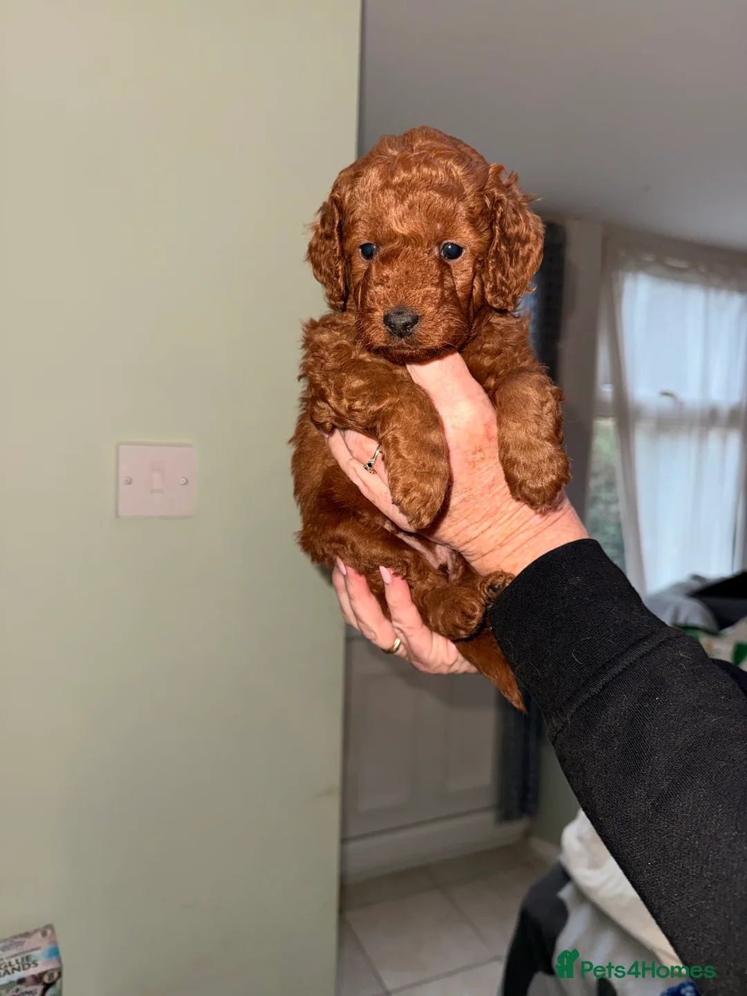 Cockapoo dogs for sale: 🐶 🐶Beautiful Red Cockapoo Puppies for Sale 🐶 - Advert 1