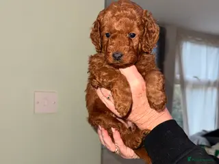 Cockapoo dogs 🐶 🐶Beautiful Red Cockapoo Puppies for Sale 🐶 - Advert 1
