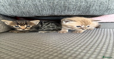 Bengal cats in Worthing - Advert 5