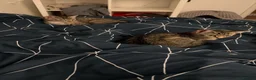 Mixed Breed cats for sale: Two Beautiful Grey Tabby Kittens For Sale - Advert 3