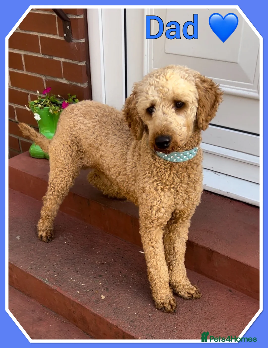 Mini Goldendoodle dogs for sale: 🐾ADORABLE F1 MINIATURE GOLDEN DOODLE GIRL🐾 - Advert 2