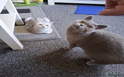 British Shorthair cats for sale: 2 british short-haired cats  - Image 1