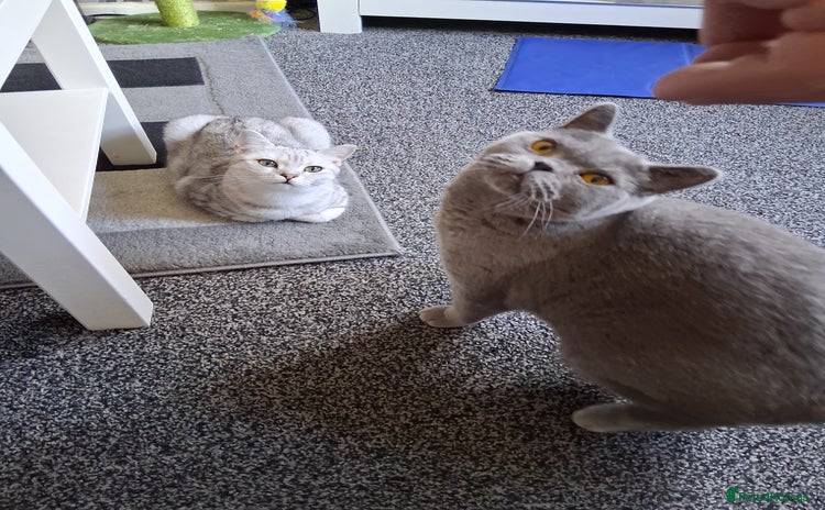 British Shorthair cats - Advert 4